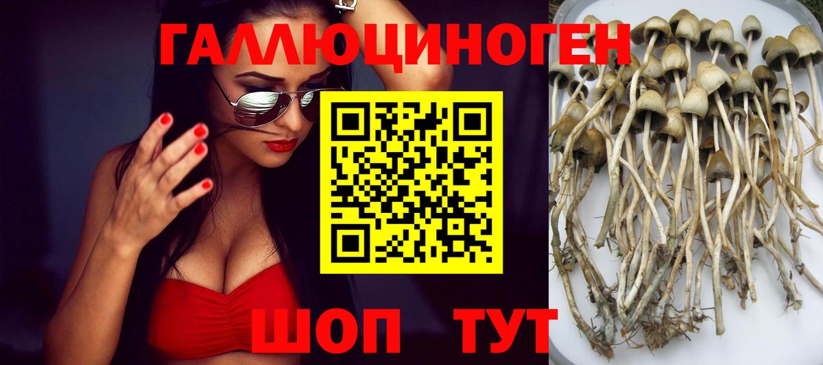 Балтийск  Псилоцибиновые грибы MAGIC MUSHROOMS  Вход с VPN 
